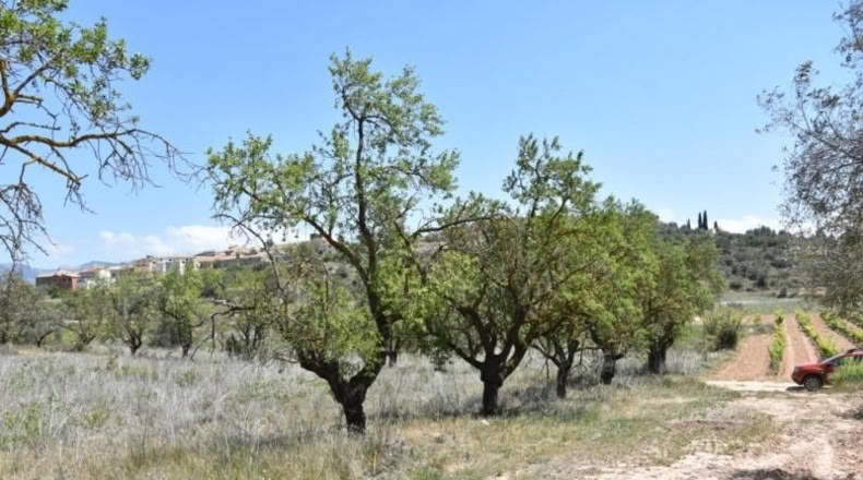 Teruel - Arens de Lledó - 11517m2