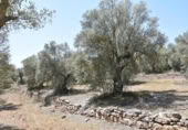 Non-developable land for sale on España, Calaceite, ref: TR167027 photo