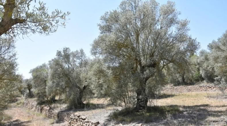 Teruel - Arens de Lledó - 11517m2