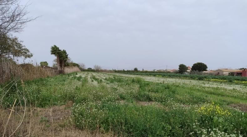 Аликанте - Dolores - 3850m2