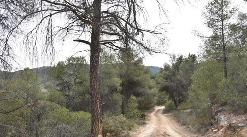 Teruel - Arens de Lledó - 16000m2