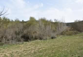 Detached villa with land for sale on España, Arens de Lledó, ref: TR319845 photo