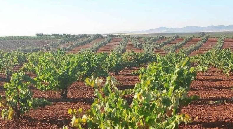 Badajoz - Santa Marta de los Barros - 57960m2