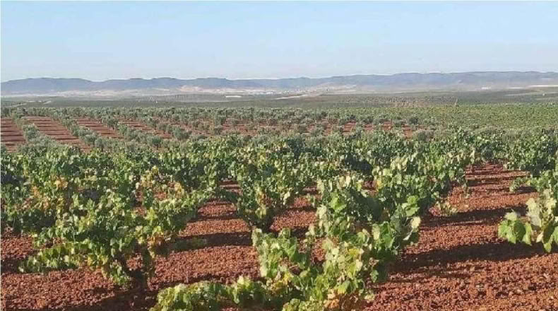 Badajoz - Santa Marta de los Barros - 57960m2
