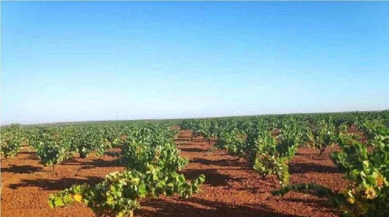 Badajoz - Santa Marta de los Barros - 57960m2