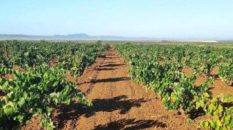 Badajoz - Santa Marta de los Barros - 57960m2