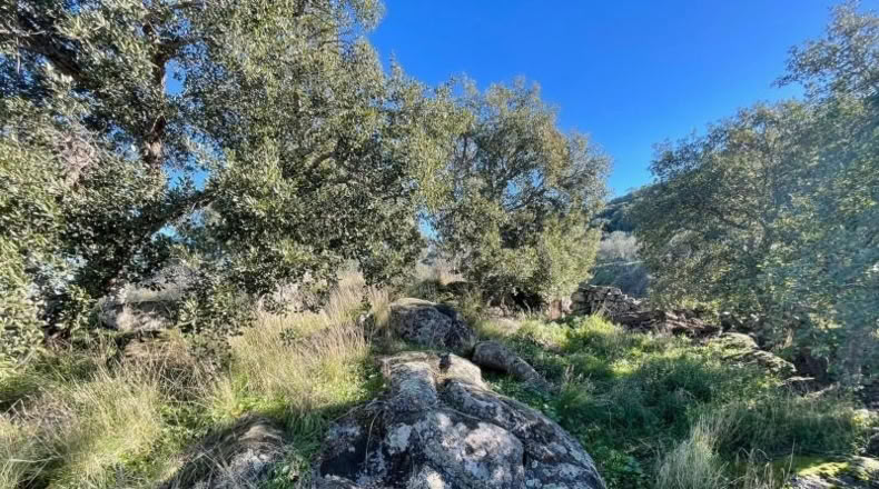 Cáceres - Montánchez - 2800m2