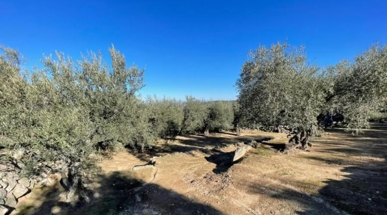 Cáceres - Montánchez - 2800m2