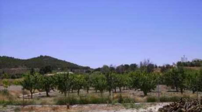 Múrcia - Cehegín - 2600m2
