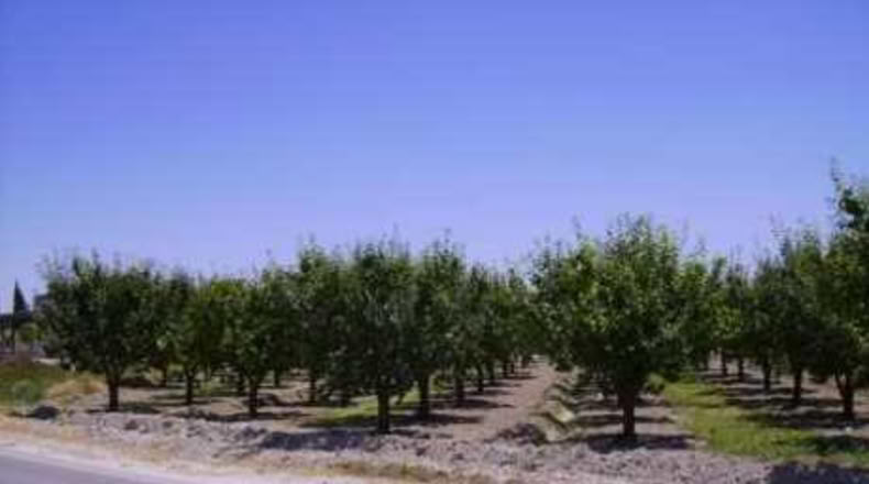 Múrcia - Cehegín - 2600m2