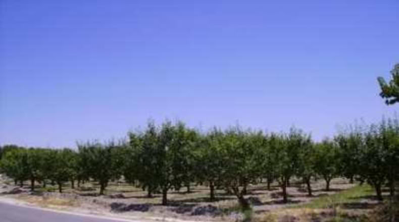Múrcia - Cehegín - 2600m2