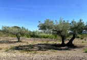 Terreny no urbanitzable en venda a la España, el Perelló, ref.: TR248171 foto