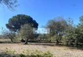 Terreny no urbanitzable en venda a la España, el Perelló, ref.: TR248171 foto
