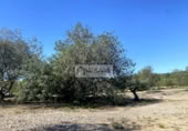 Terreny no urbanitzable en venda a la España, el Perelló, ref.: TR248171 foto