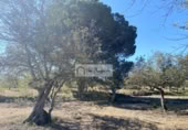 Terreny no urbanitzable en venda a la España, el Perelló, ref.: TR248171 foto