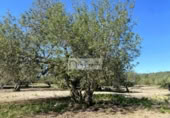 Terreny no urbanitzable en venda a la España, el Perelló, ref.: TR248171 foto