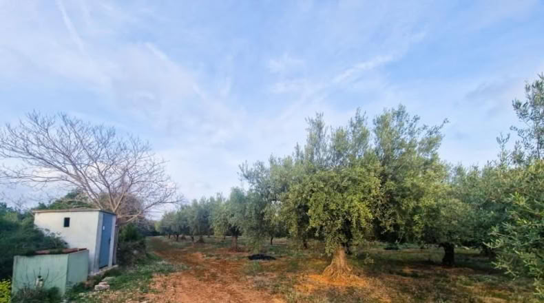 Castellon - Cálig - 2700m2