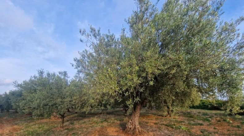 Castellon - Cálig - 2700m2
