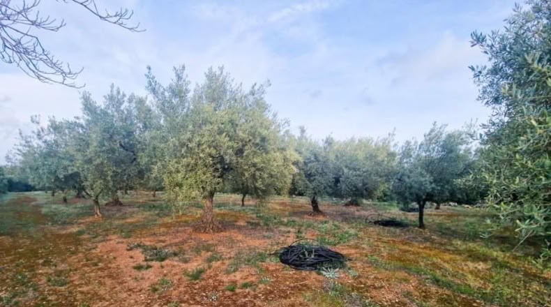 Castellon - Cálig - 2700m2