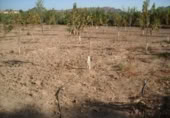 Terreny no urbanitzable en venda a la España, Calasparra, ref.: TR119459 foto