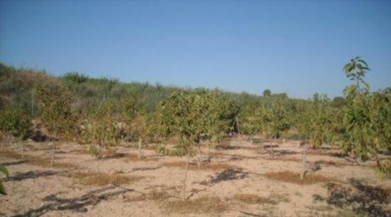 Múrcia - Calasparra - 3460m2