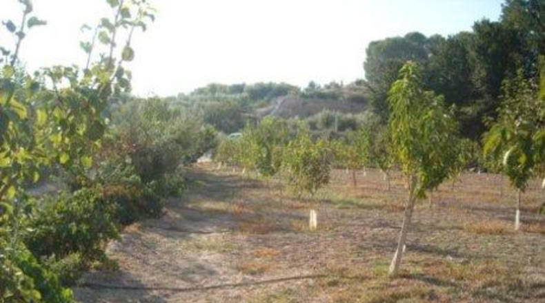 Múrcia - Calasparra - 3460m2