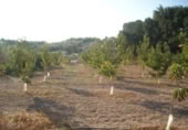 Terreny no urbanitzable en venda a la España, Calasparra, ref.: TR119459 foto