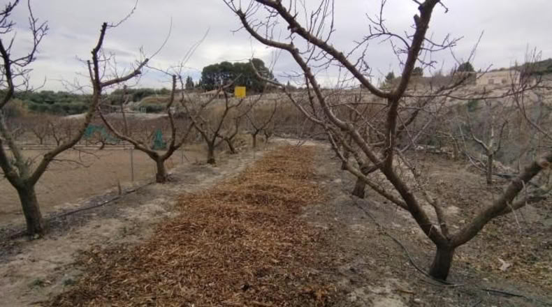 Múrcia - Calasparra - 3460m2