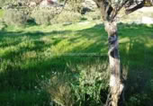 Terreny no urbanitzable en venda a la España, Sierra de Fuentes, ref.: TR115690 foto