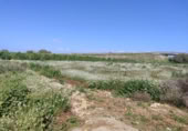 Non-developable land for sale on España, Formentera del Segura, ref: TR403536 photo
