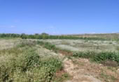 Non-developable land for sale on España, Formentera del Segura, ref: TR403536 photo