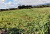 Non-developable land for sale on España, Llubí, ref: TR315927 photo