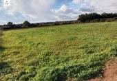 Non-developable land for sale on España, Llubí, ref: TR315927 photo