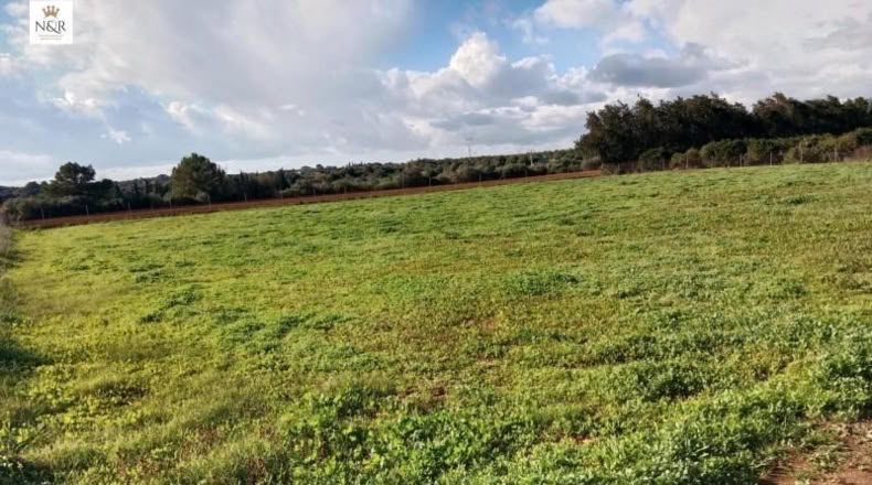 Balearic Islands - Llubí - 3500m2