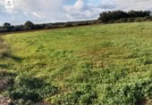 Non-developable land for sale on España, Llubí, ref: TR315927 photo