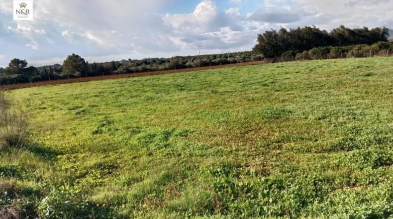Balearic Islands - Llubí - 3500m2