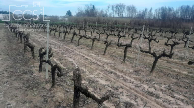 Huelva - Almonte - 19123m2