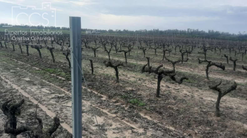 Huelva - Almonte - 19123m2