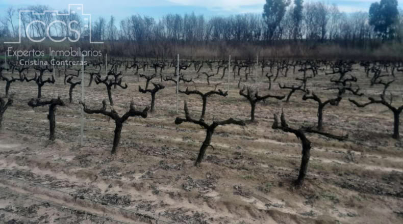 Huelva - Almonte - 19123m2