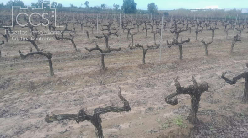 Huelva - Almonte - 19123m2