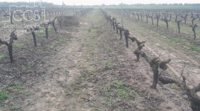 Huelva - Almonte - 19123m2