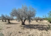 Terreny no urbanitzable en venda a la España, Castalla, ref.: TR218774 foto