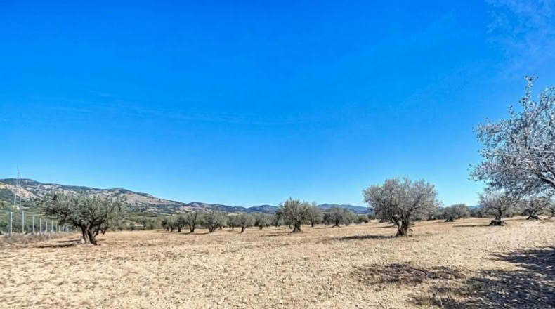 Alicante - Castalla - 7293m2