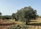 Non-developable land for sale on España, Morata de Tajuña, ref: TR218900 photo
