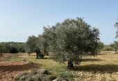 Non-developable land for sale on España, Morata de Tajuña, ref: TR218900 photo
