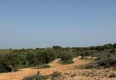 Non-developable land for sale on España, Morata de Tajuña, ref: TR218900 photo