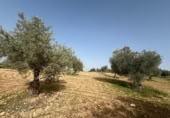 Non-developable land for sale on España, Morata de Tajuña, ref: TR218900 photo