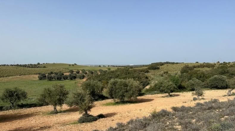 Comunidad de Madrid - Morata de Tajuña - 5866m2