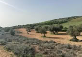 Non-developable land for sale on España, Morata de Tajuña, ref: TR218900 photo
