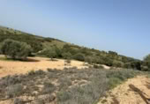 Non-developable land for sale on España, Morata de Tajuña, ref: TR218900 photo